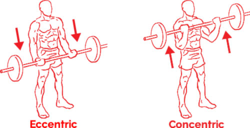 Bicep Curl Example Concentric and Eccentric